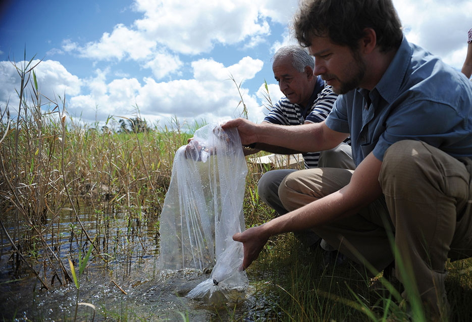 Public health officers releasing P. reticulata fry into artificial lake in Lago Norte district of Brasília as part of a vector control effort (Fábio Rodrigues Pozzebom/Agência Brasil)