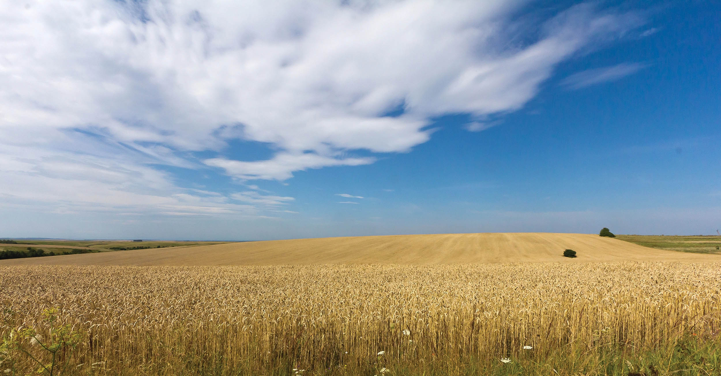 Wheat fields in midsummer in Ukraine, Oblast Lviv, July 19, 2012 (Courtesy Raimond Spekking)