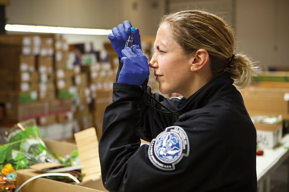 U.S. Customs and Border Protection agricultural specialists inspect millions of Valentine’s Day flowers annually for pests at Port of Miami’s cargo terminal (U.S. Customs and Border Patrol/James Tourtellotte)